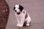Nearby Saint Bernard Puppy