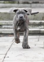Nearby Cane Corso Puppy