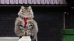 Nearby Siberian Cats & Kittens - Image 4