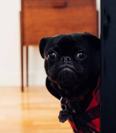 Nearby Pug Puppy | Black Color