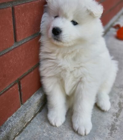 Nearby Samoyed Puppy | White Color