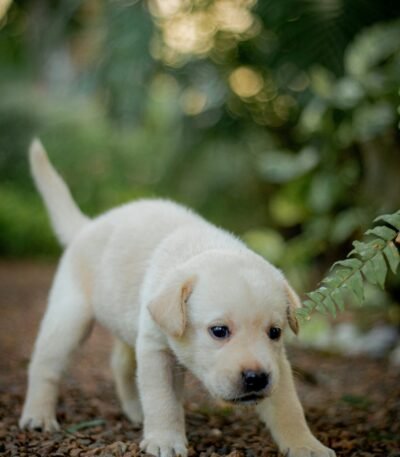 Nearby Labrador Retriever Puppy | White Color