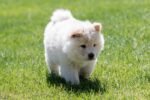 Nearby Chow Chow Puppy | Cream Color