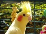 Cockatiel | Lutino