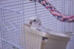 Cockatiel | Albino