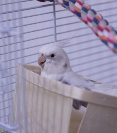 Cockatiel | Albino