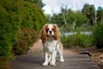 Nearby Cavalier King Charles Spaniel Puppy