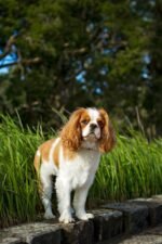 Nearby Cavalier King Charles Spaniel Puppy
