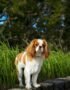Nearby Cavalier King Charles Spaniel Puppy