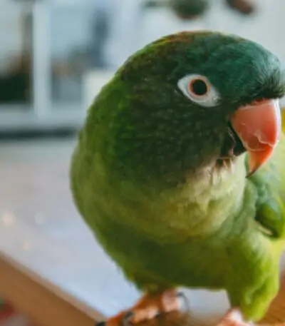 Blue Crown Conure | Nearby Pets India