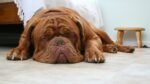 Nearby French Mastiff Puppy