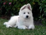 Nearby German Shepherd | White