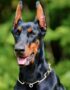 Nearby European Doberman Puppy