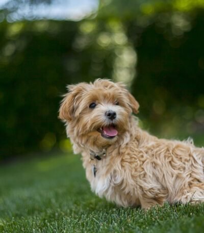 Nearby Standard Poodle Puppy | Apricot Color