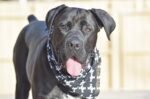 Nearby Cane Corso Puppy