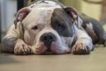 Nearby Standard American Bully Puppy