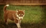 Nearby Siberian Husky | Copper & White Color With Brown Eye