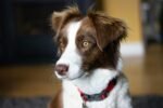 Nearby Border Collie Puppy - Image 3