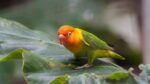 African Love Birds | Green
