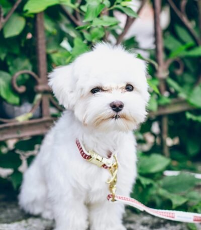 Nearby Maltese Puppy | White