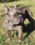 Nearby French Bulldog Puppy | Blue Color