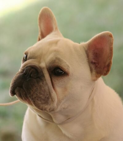 Nearby French Bulldog Puppy | White Color