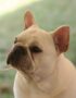 Nearby French Bulldog Puppy | White Color