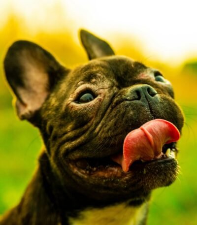 Nearby French Bulldog Puppy | Brindle Color