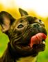 Nearby French Bulldog Puppy | Brindle Color