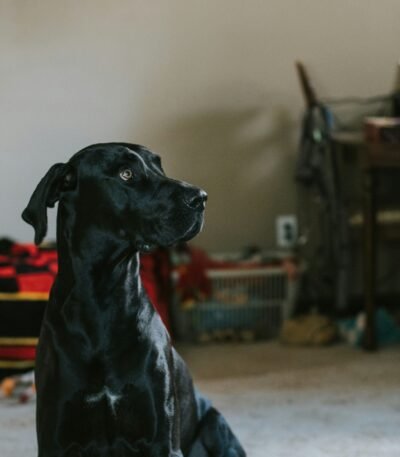 Nearby Great Dane Puppy | Black & White Color