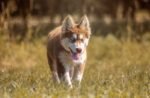 Nearby Siberian Husky | Copper & White Color With Brown Eye