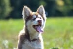 Nearby Siberian Husky | Copper & White Color With Blue Eye