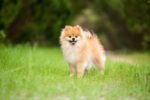 Nearby Cuture Toy Pom Puppy | Cream Color