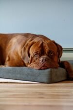Nearby French Mastiff Puppy