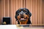 Nearby Rottweiler Puppy