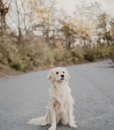 Nearby Golden Retriever Puppy | Cream Color