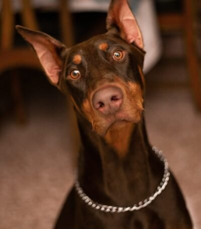 Nearby Doberman Pinscher Puppy | Brown & Rust Color