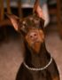 Nearby Doberman Pinscher Puppy | Brown & Rust Color