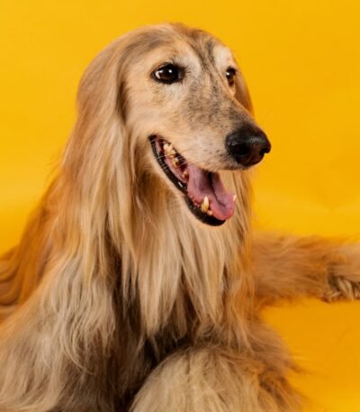 Nearby Afghan Hound Puppy | Gold Color