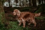 Nearby Cocker Spaniel Puppy