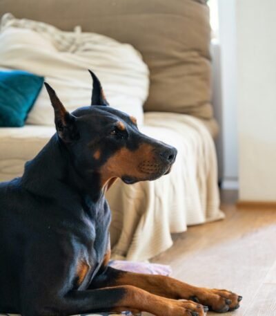 Nearby Doberman Pinscher Puppy | Black & Rust Color