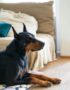Nearby Doberman Pinscher Puppy | Black & Rust Color