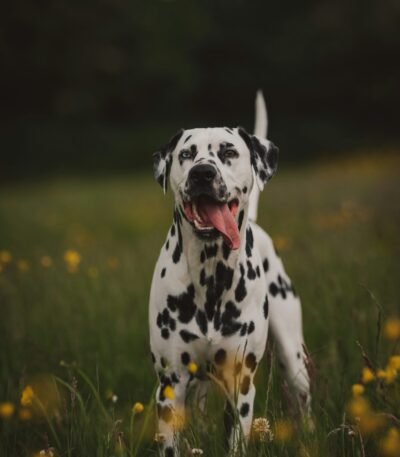 Nearby Dalmatian Puppy | Black & White Color