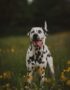 Nearby Dalmatian Puppy | Black & White Color