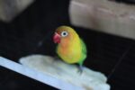 Nearby African Love Birds | Green