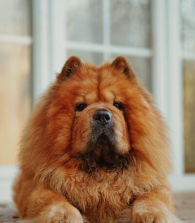Nearby Chow Chow Puppy | Fawn Color