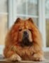 Nearby Chow Chow Puppy | Fawn Color