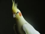 Cockatiel | Lutino