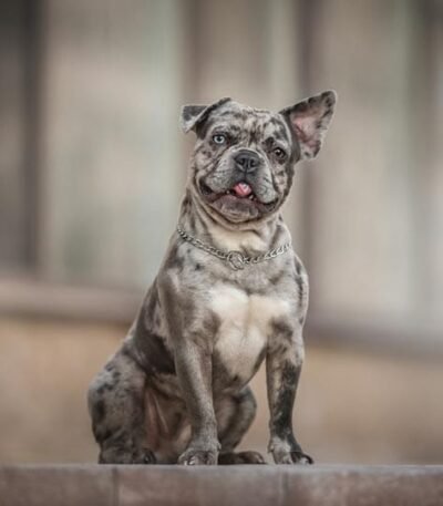 Nearby French Bulldog Puppy | Merle