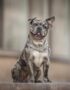 Nearby French Bulldog Puppy | Merle